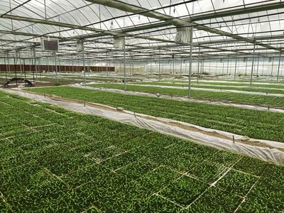 1020 seed trays